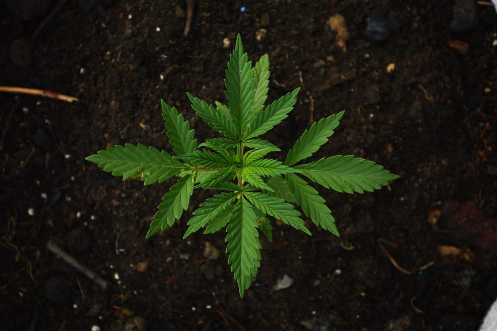 L'Italie légalise la culture du cannabis