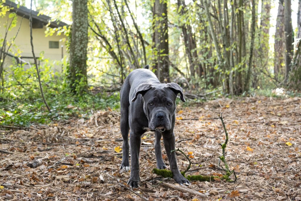 Le chien italien mastino napoletano