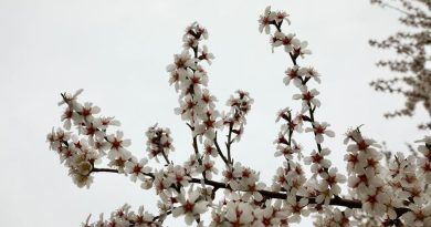 White almond blossoms in full bloom on branches fill the frame, set against a cloudy sky in Ankara, Türkiye.