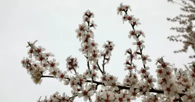 White almond blossoms in full bloom on branches fill the frame, set against a cloudy sky in Ankara, Türkiye.