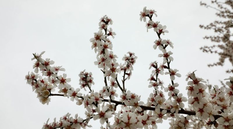White almond blossoms in full bloom on branches fill the frame, set against a cloudy sky in Ankara, Türkiye.