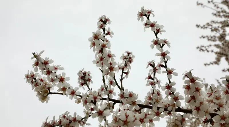 White almond blossoms in full bloom on branches fill the frame, set against a cloudy sky in Ankara, Türkiye.