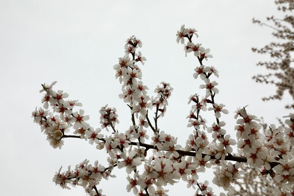 White almond blossoms in full bloom on branches fill the frame, set against a cloudy sky in Ankara, Türkiye.